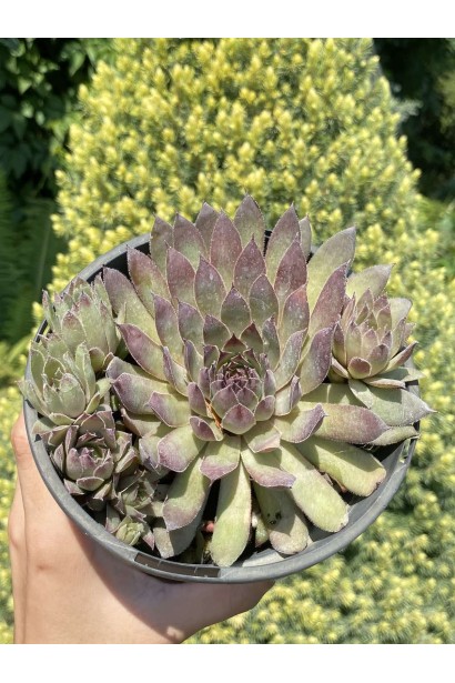 Молодило Вульфена / кам’яна троянда - 1л/вис.0-5см/Ø5-10см